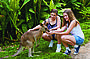 Feeding kangaroos at Koala Gardens