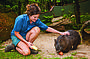 Wombat at Koala Gardens